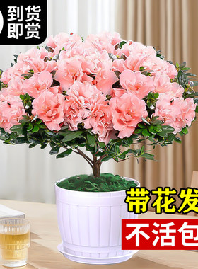 杜鹃花盆栽卉植物室内带苞大颗