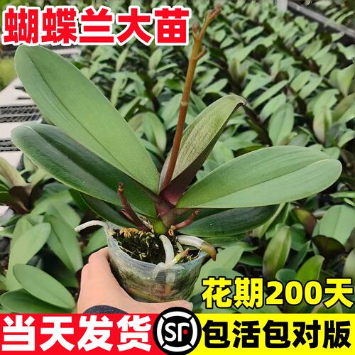 蝴蝶兰花苗带剑苞盆栽大客
