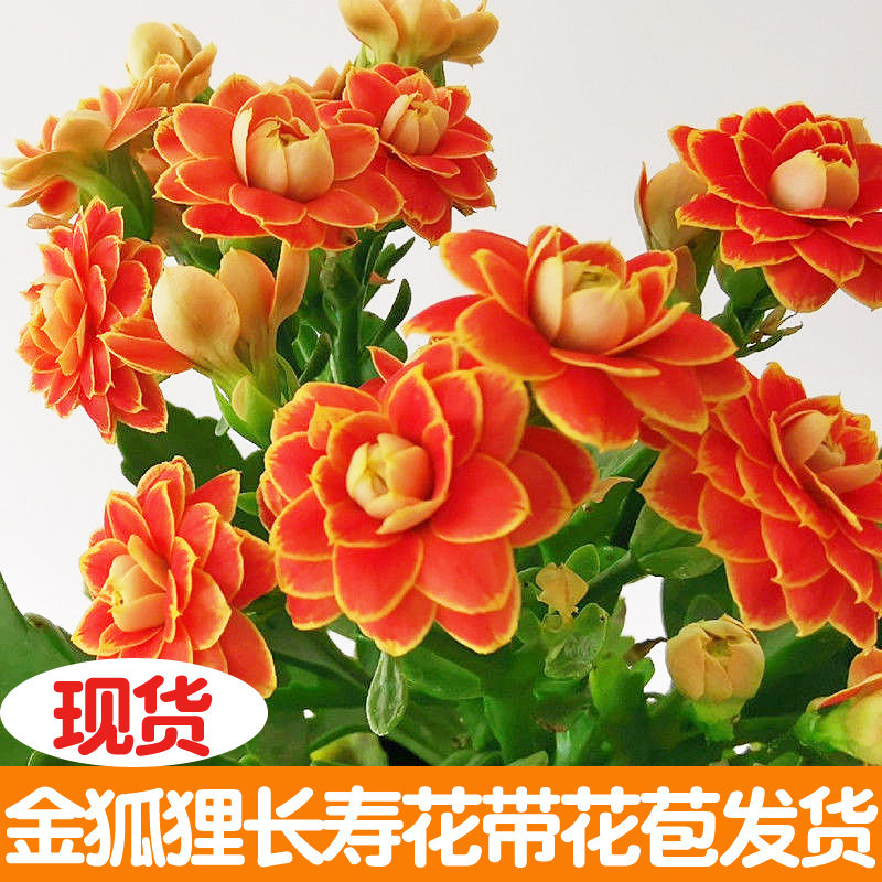 长寿花盆栽四季带花苞好养花卉