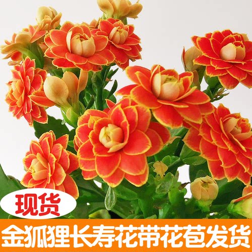 长寿花盆栽四季带花苞好养花卉
