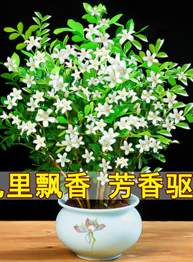 九里香盆栽水培植物老桩四季七里香夜来香树苗室内开花卉绿植驱蚊