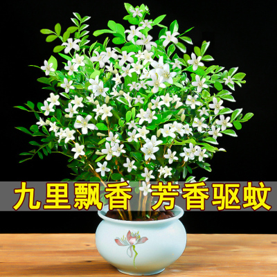 九里香盆栽树苗带花苞四季开花