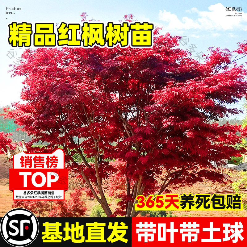 中国红枫树苗盆景老桩四季图片
