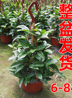 球兰花盆栽大苗绿植吊兰阳台庭院花卉植物开花好养易活室内飘香藤