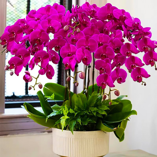 蝴蝶兰盆栽带花剑苞卉秋冬