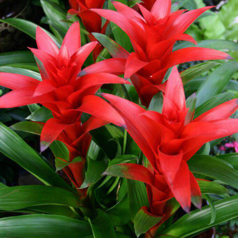 鸿运当头盆栽花卉小红星四季水培客厅植物室内净化空气大凤梨绿植