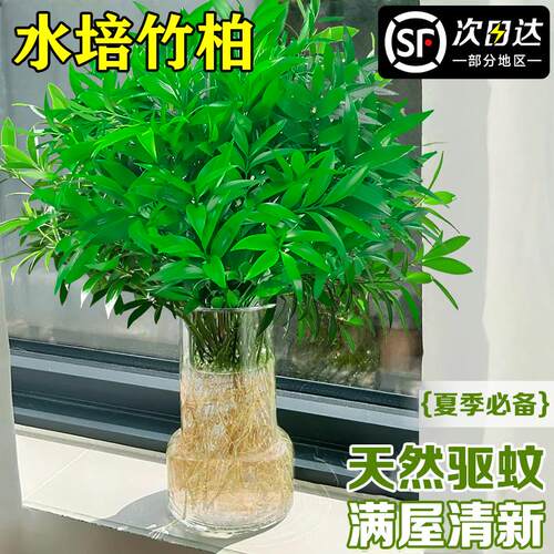 驱蚊竹柏水培植物室内绿客