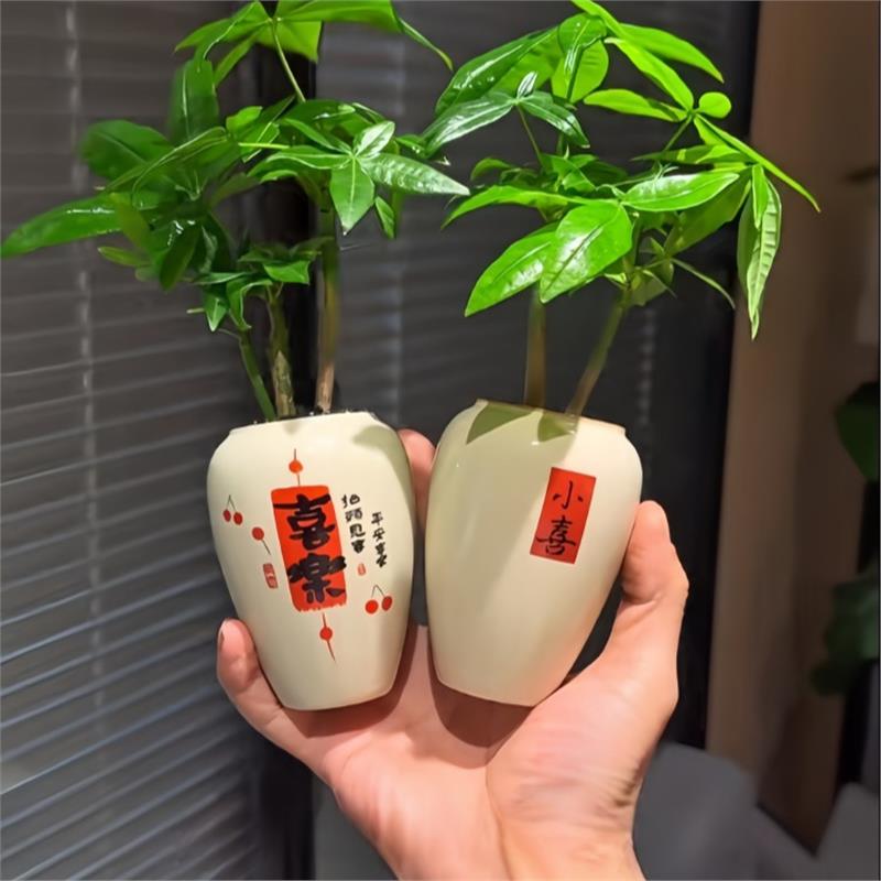 发财树小盆栽室内绿植办公
