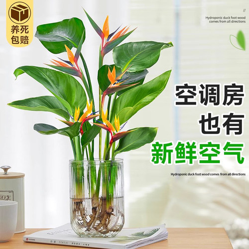 天堂鸟无土纯水培植物室内