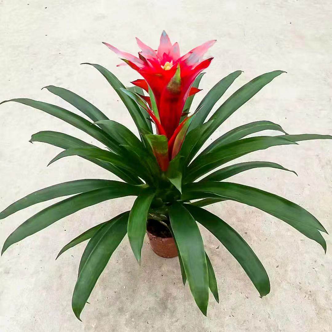 鸿运当头大盆栽植物室内客厅四季开花好养活凤梨水培绿植花卉阳台