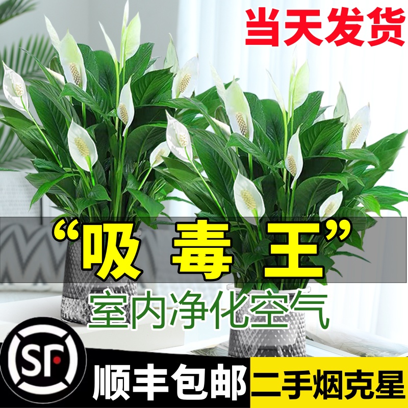 白掌一帆风顺盆栽水培植物