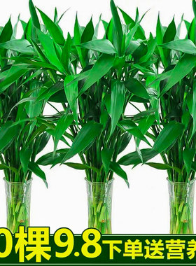 富贵竹水培植物好养客厅招财水养