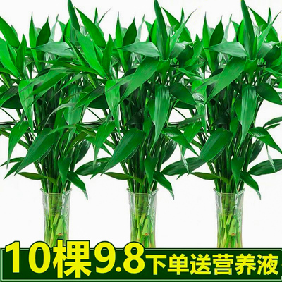 富贵竹水培植物好养客厅招财水养