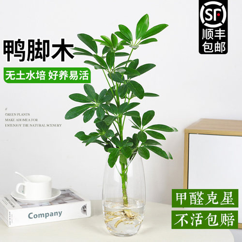 水培鸭脚木绿植盆栽室内八