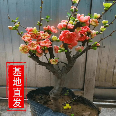 海棠花盆栽带花苞树苗花卉