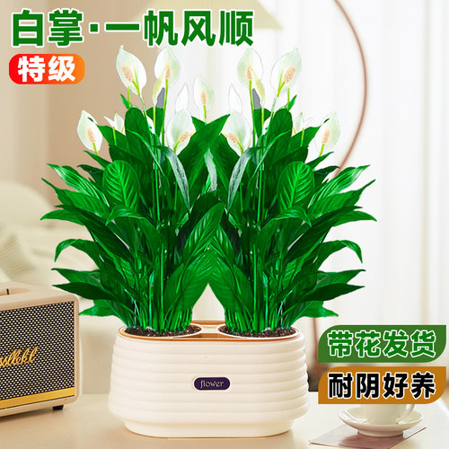 一帆风顺白掌盆栽绿植水培好养