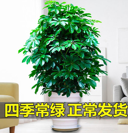鸭脚木客厅大盆栽七叶莲水培招财树八方来财室内绿植物花卉发财树