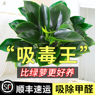铂金钻盆栽绿萝箩花卉植物室内花水培绿植多肉好养发财树吸好养活