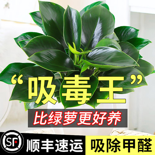 铂金钻盆栽绿萝箩花卉植物室