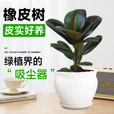黑金刚橡皮树盆栽室内吸甲醛
