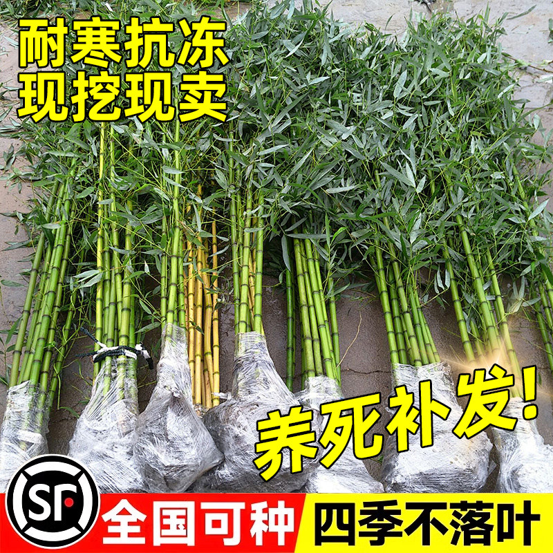 竹子苗庭院室外植物耐寒观赏盆栽实心青竹苗金镶玉罗汉竹四季植物