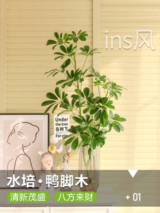 水培鸭脚木盆栽绿植物室内客厅鲜切花吊钟鸭掌木水养马醉木在树下