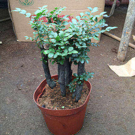 正宗清香胡椒木四季常青好养花卉