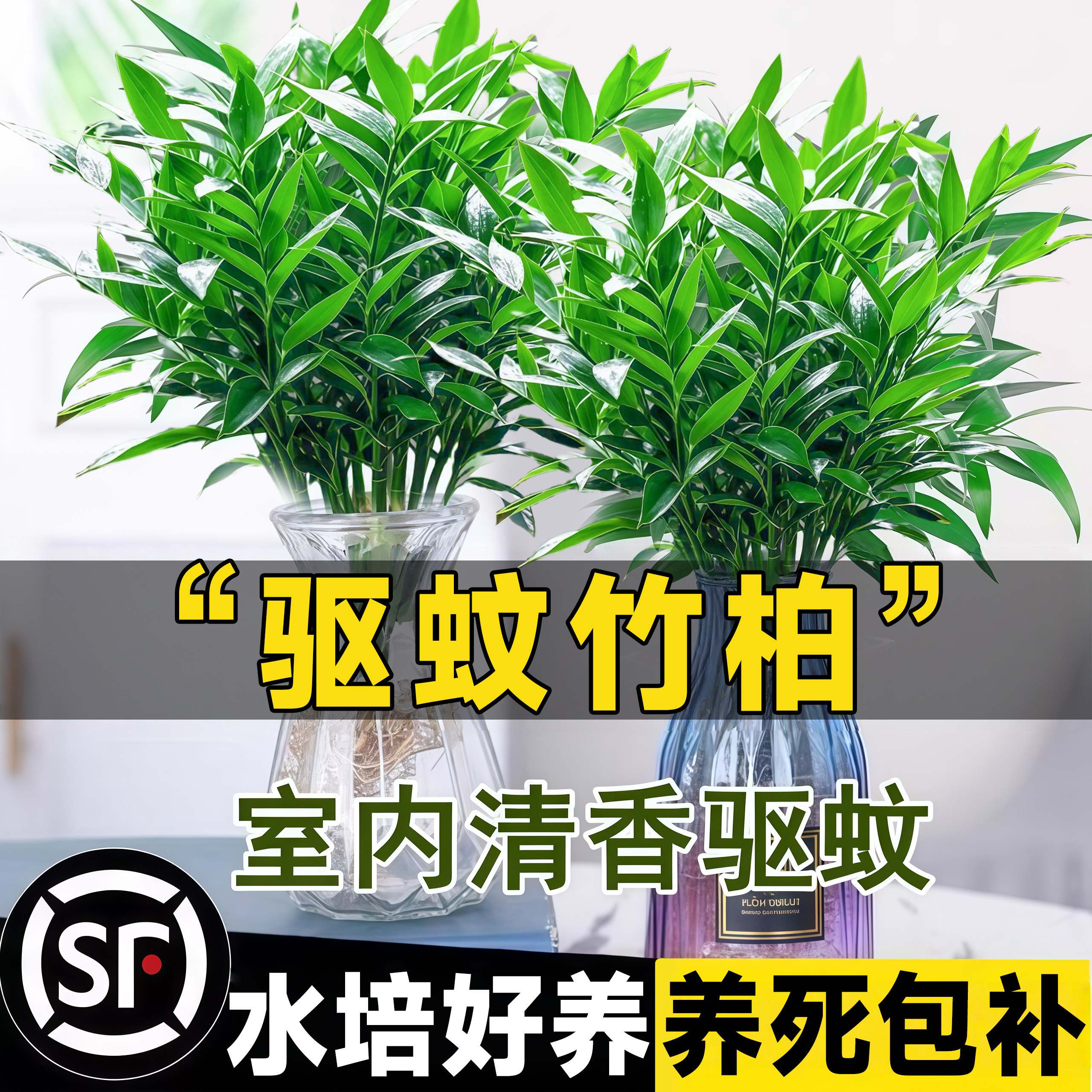 驱蚊竹柏水培植物四季盆栽绿萝花卉室内花鲜花办公室绿植发财树