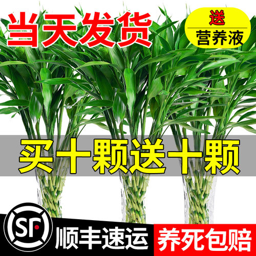 富贵竹水培植物客厅招财花
