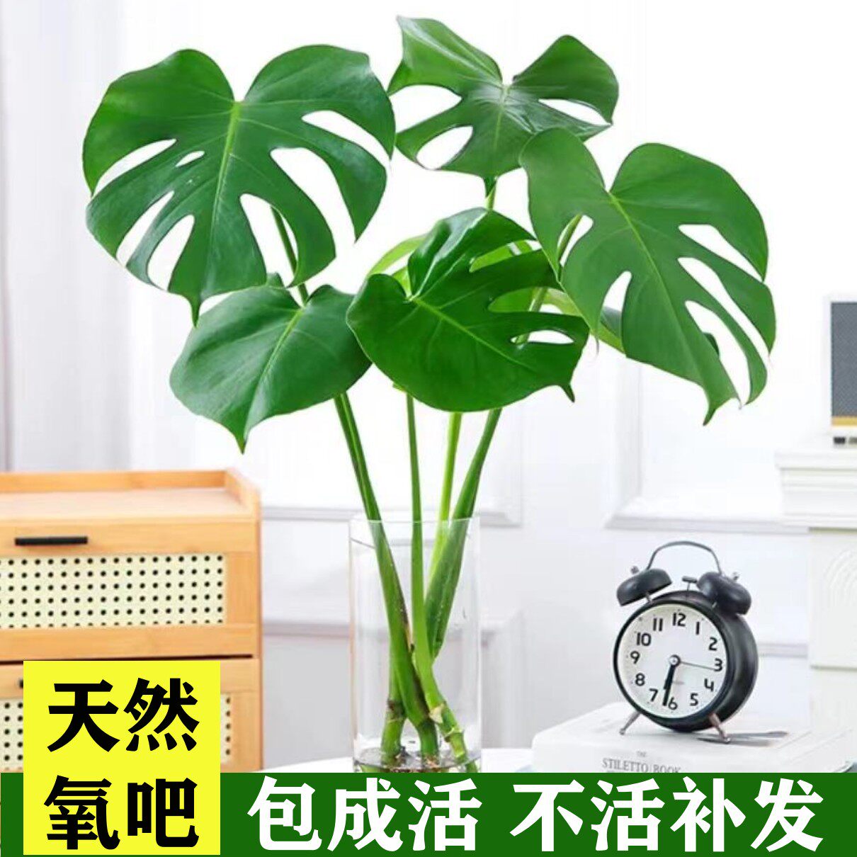 龟背竹盆栽老桩室内花净化图片