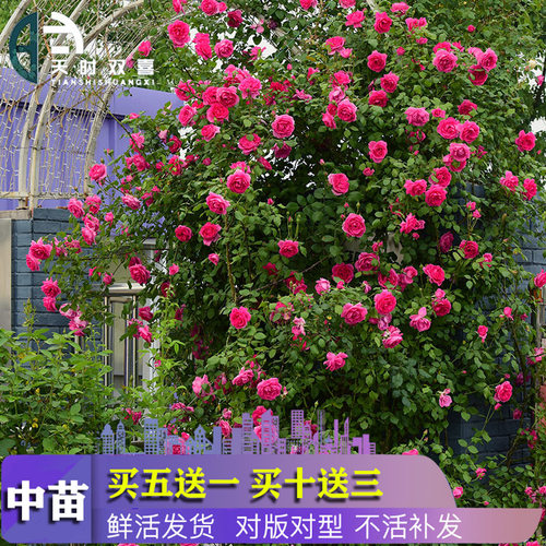 藤本月季蔷薇爬藤盆栽四季开花