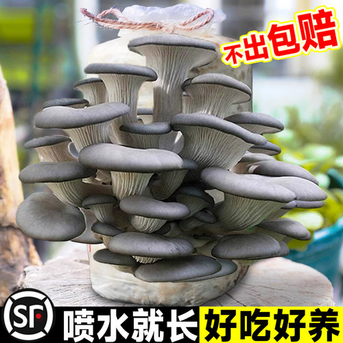 家庭蘑菇种植包食用非常容易