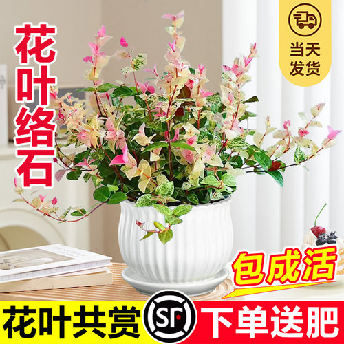 花叶络石盆栽四季五彩卉绿