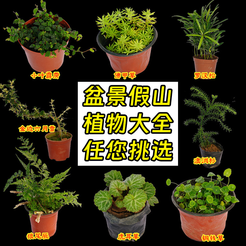 吸水石盆景植物上水石假山室内花草绿植家居装饰摆件微景观小盆栽