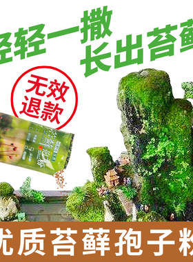 天然野生苔藓孢子粉假山种子四季