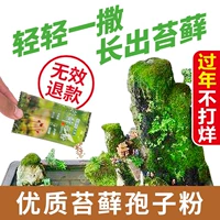 [天然野生苔藓孢子粉 上水石吸水石盆景假山青苔种子 四季鲜活植物]