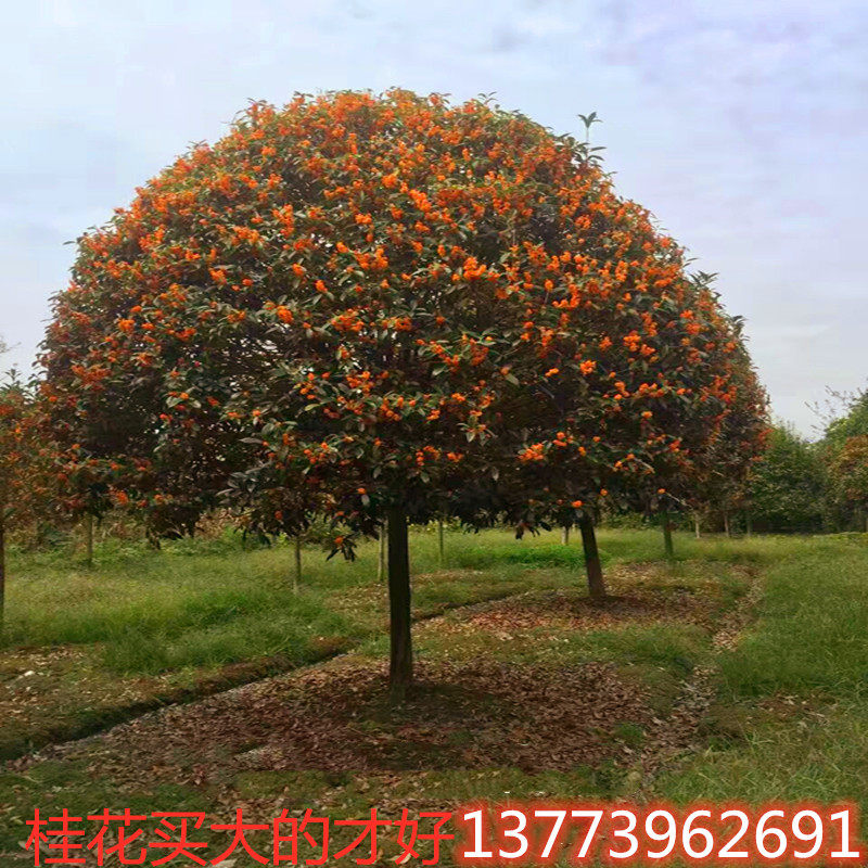 丹桂红桂花状元红朱砂金桂四季桂桂花树苗大树庭院盆栽征地桂花树