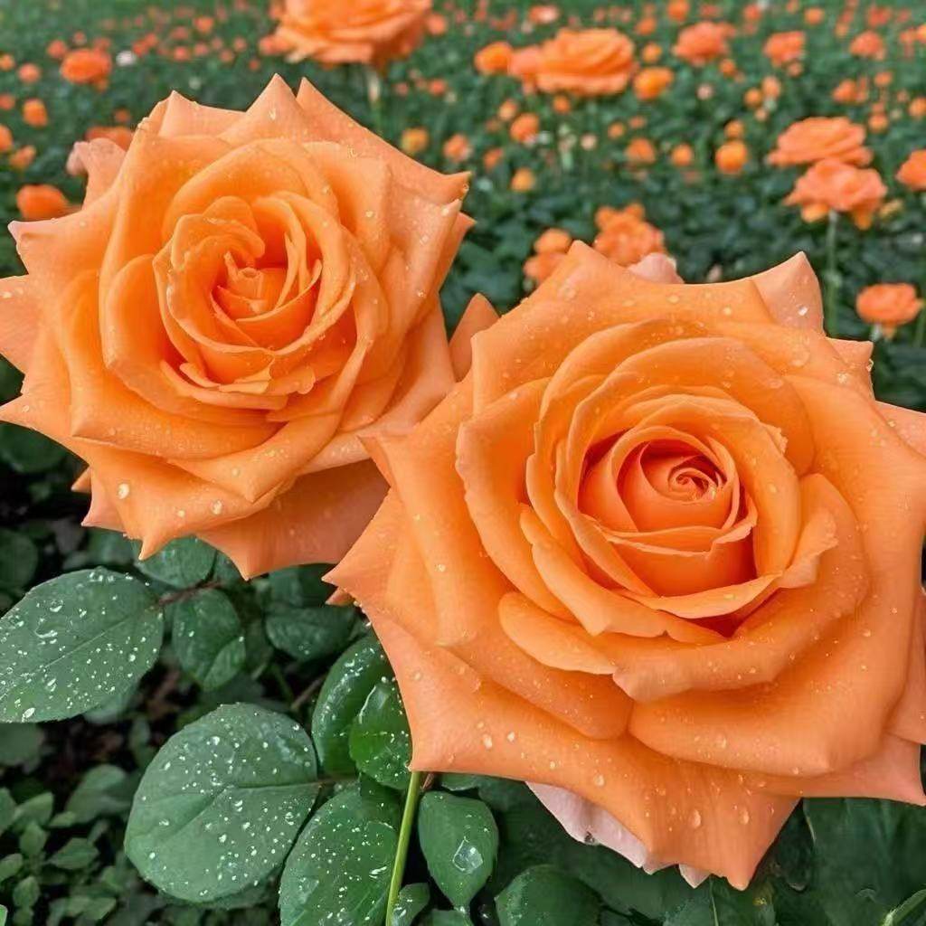超新品橙意月季灌木橙色大花庭院阳台盆栽多季开花切花玫瑰,鲜花速递/花卉仿真/绿植园艺,月季/蔷薇/玫瑰,淘宝优惠券,粉丝福利购,淘宝优惠卷