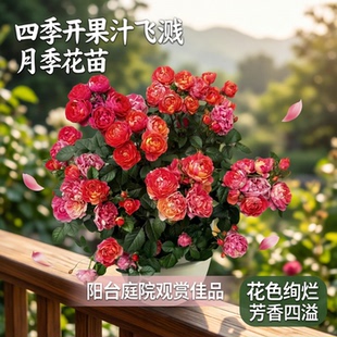 四季开果汁飞溅月季花苗盆栽玫瑰花苗阳台庭院观赏植物