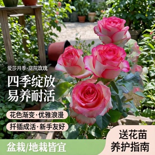 灌木切花月季爱莎/艾莎月季花苗盆栽庭院玫瑰梦露户外扦插中苗