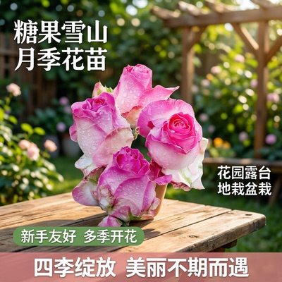 糖果雪山月季花苗多季开花新手