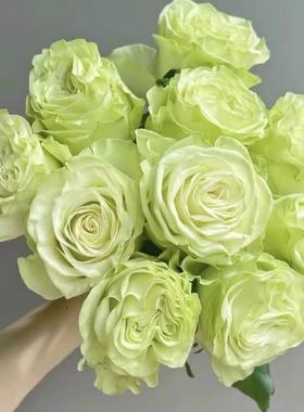 浪漫格林/绿色浪漫 月季花苗 切花灌木大花月季勤花庭院阳台盆栽