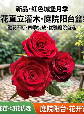 新品 红色城堡 月季花苗切花大花直立灌木庭院阳台 盆栽勤花