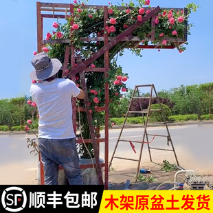 开花拱门花墙 耐寒植物四季 蔷薇花苗爬藤玫瑰藤本月季 特大花卉冬季