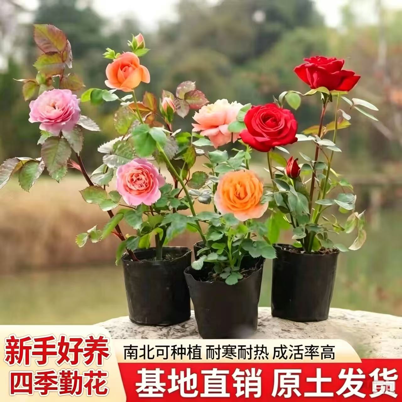 灌木月季爬藤小苗当年开花图片