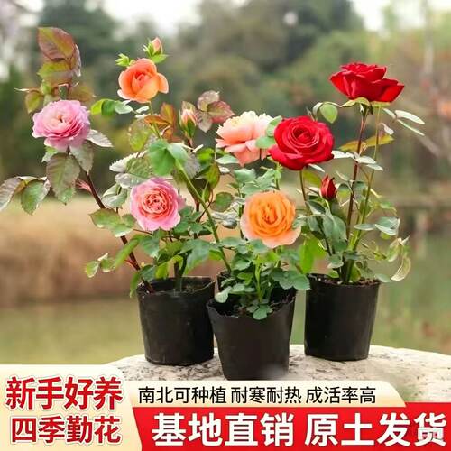 灌木月季爬藤小苗当年开花