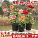 小苗月季 好养花卉爬藤藤本 花苗玫瑰果汁阳台开花绿植室内盆栽多季