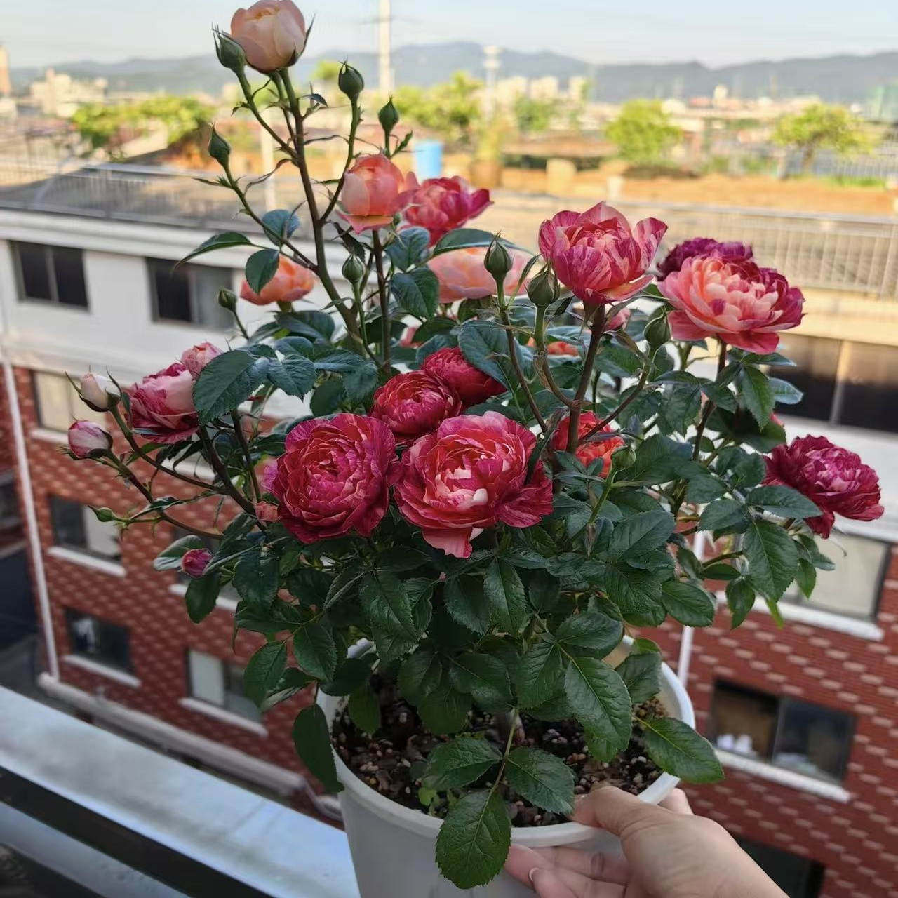 四季开果汁飞溅月季花苗盆栽玫瑰花苗阳台庭院观赏植物,鲜花速递/花卉仿真/绿植园艺,月季/蔷薇/玫瑰,淘宝优惠券,粉丝福利购,淘宝优惠卷