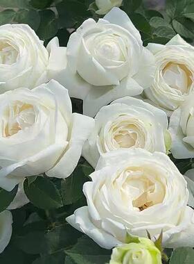 婚礼之路伊芙系列纯白色多季开大花浓香月季花苗玫瑰盆栽阳台观花