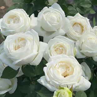 婚礼之路伊芙系列纯白色多季开大花浓香月季花苗玫瑰盆栽阳台观花